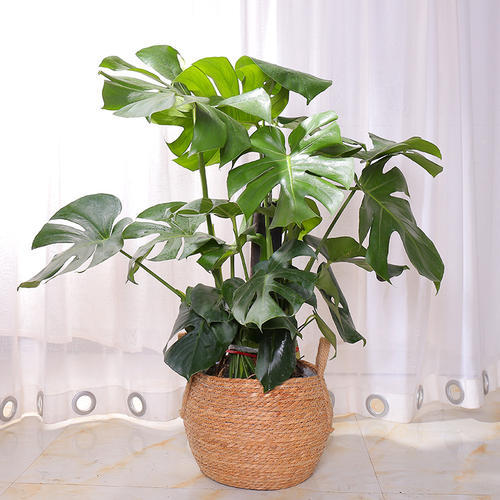 家庭養護綠植的時候，為什麼會出現黃葉枯萎的情況呢