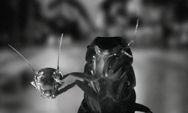 這是怎麼回事?這隻雞被砍了頭竟還活了18個月,最後的死因太離譜 這是怎麼回事?這隻雞被砍了頭竟還活了18個月,最後的死因太離譜