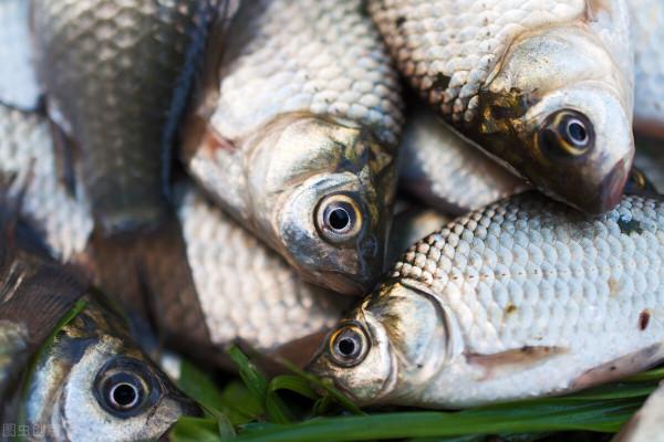春季釣魚，為啥要釣&OpenCurlyDoubleQuote;灘&rdquo;？如何釣好&OpenCurlyDoubleQuote;灘&rdquo;？老釣友多年經驗揭秘