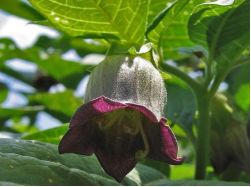 東莨菪鹼你瞭解嗎？