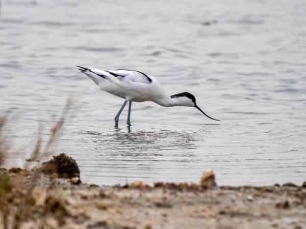 “海底撈”的高手-反嘴鷸 “海底撈”的高手-反嘴鷸