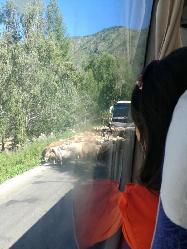 大美新疆八月全程遊記7：禾木印象-上（禾木橋、小木屋，下冰雹）