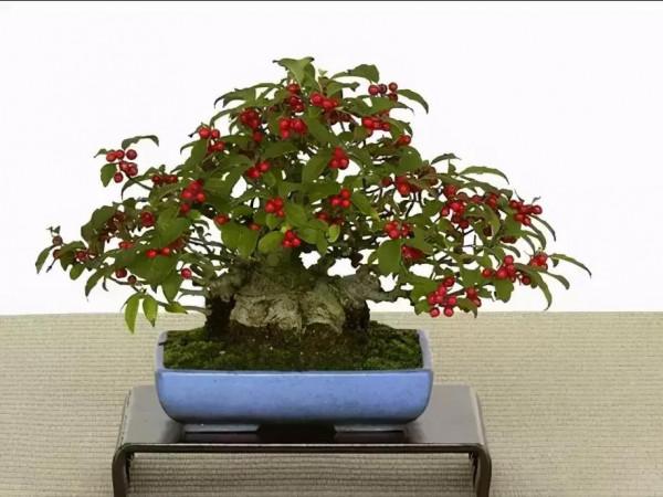 分享~~~小盆景 大世界 小巧玲瓏 精美絕倫 冬日裡一抹紅 美醉啦