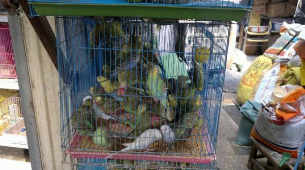 等待被交易的動物