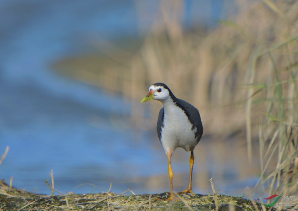 你知道白胸苦惡鳥的名字由來嗎？