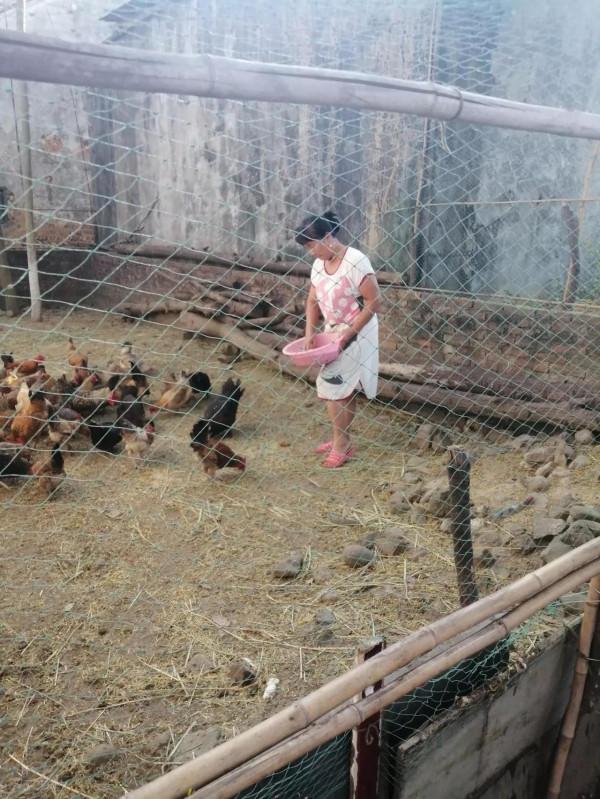 農村的散養土雞為什麼價錢貴? 農村的散養土雞為什麼價錢貴?