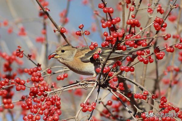 燕雀進京吃大餐 燕雀進京吃大餐