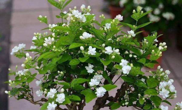立春養茉莉花，做到5&OpenCurlyDoubleQuote;不要&rdquo;，夏天開花時，更容易開爆盆