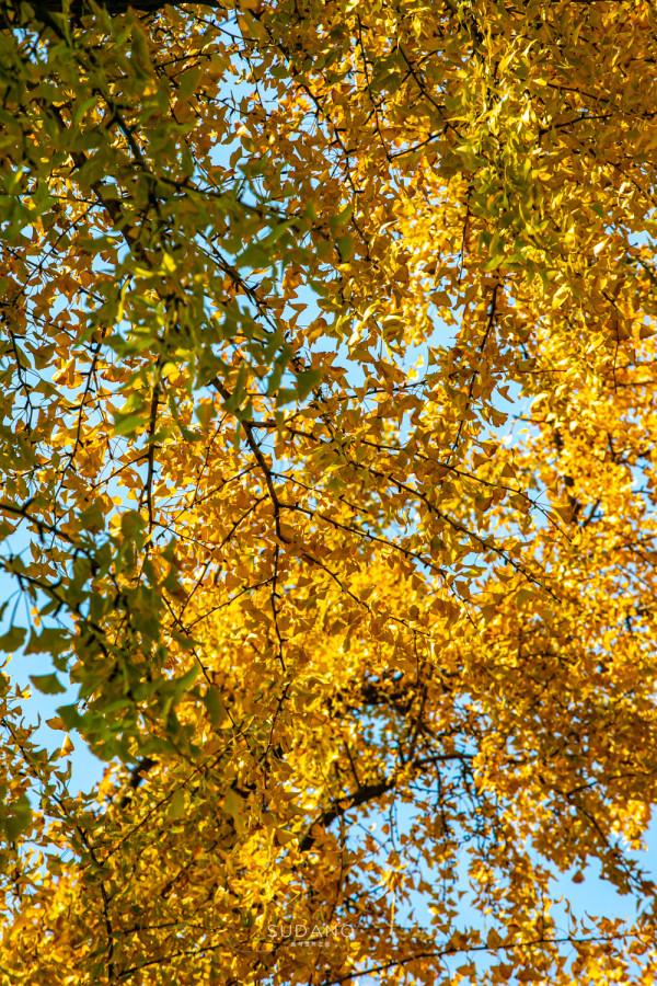 武漢最古老的一棵樹,迄今530餘年,被譽為“武漢秋天最美的樹” 武漢最古老的一棵樹,迄今530餘年,被譽為“武漢秋天最美的樹”