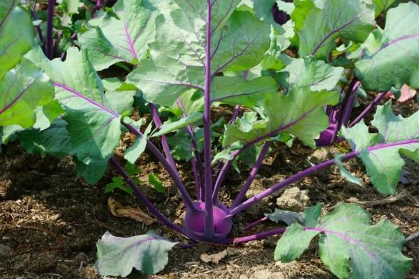 4步驟輕鬆栽種羽衣甘藍,見證它葉似“霓裳”,品味它爽口美味 4步驟輕鬆栽種羽衣甘藍,見證它葉似“霓裳”,品味它爽口美味