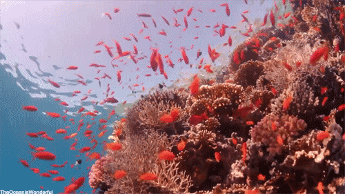 全球唯一隻接待中國公民的海島！比馬代純淨，僅有5萬國人去過