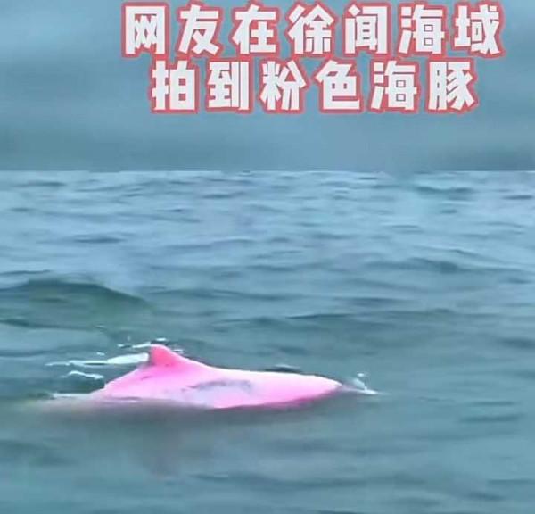 粉紅海豚現身湛江海域,咋會有這個顏色的海豚?其實這是它的本色 粉紅海豚現身湛江海域,咋會有這個顏色的海豚?其實這是它的本色
