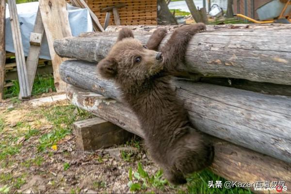 他撿了一隻小熊，以危險為名被帶走，辦護照蓋房子，就要給熊當爹