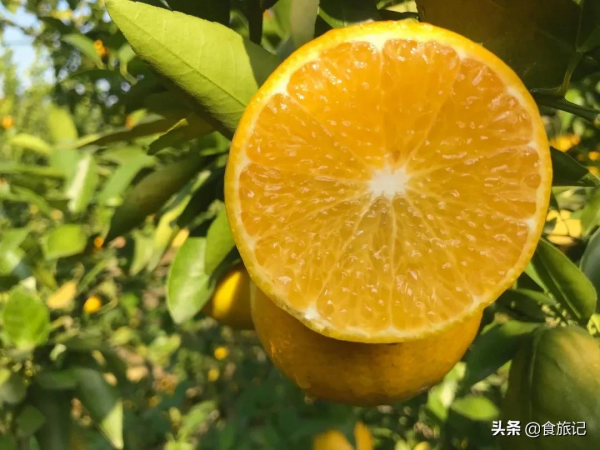 沒想到這麼不起眼的綠皮柑，口感竟然這麼神仙