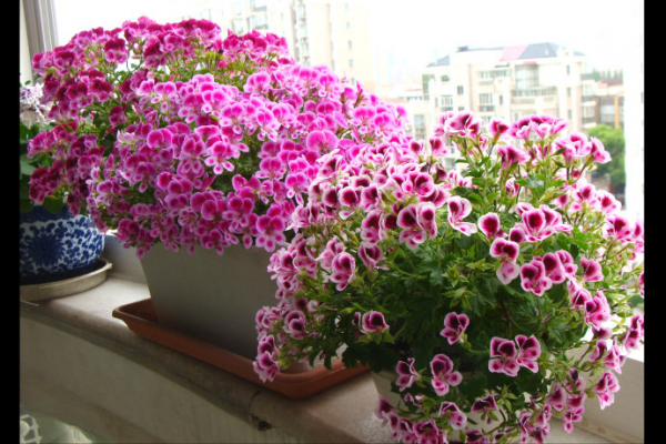 4種漂亮花，現在入手很“便宜”，天涼長得歡，開花長達200天