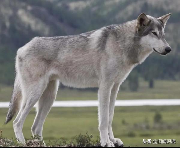 北方的狼族之蒙古狼