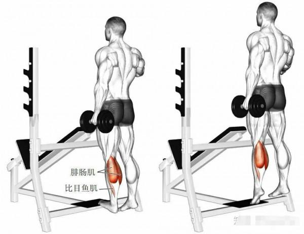 健身器材篇(槓鈴,啞鈴) 健身器材篇(槓鈴,啞鈴)