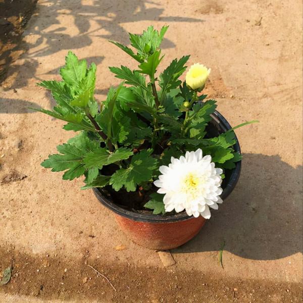 愛喝茶的花友們，為什麼不在家養一盆好看還好喝的植物呢？