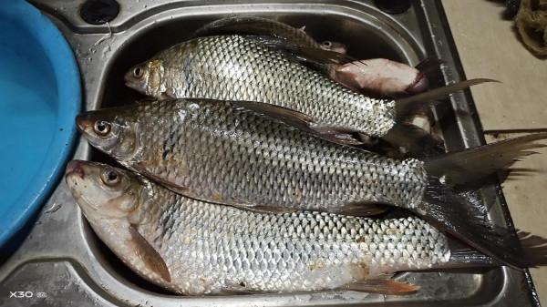 這4種“餓鬼魚”很貪吃,遇到連桿不是問題,魚護還得選大的 這4種“餓鬼魚”很貪吃,遇到連桿不是問題,魚護還得選大的