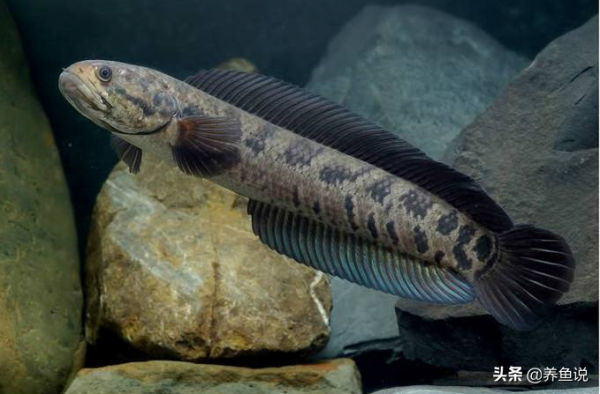 菜市場淘來的魚，丟魚缸裡也能養成世界級觀賞魚，它的名字叫雷龍