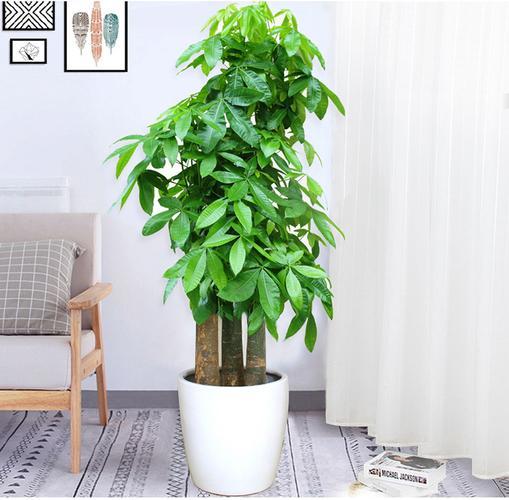 家庭養髮財樹的養護做好3點，枝幹粗壯，葉子翠綠又茂盛