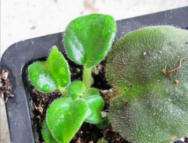 7種“吉利花”，冷天“扦插”更合適，溫度合適“利於”生根