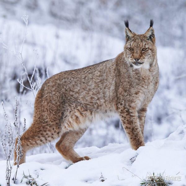 猞猁是什麼動物?林子裡百獸怕猞猁的氣味卻不怕狼?究竟怎麼回事 猞猁是什麼動物?林子裡百獸怕猞猁的氣味卻不怕狼?究竟怎麼回事