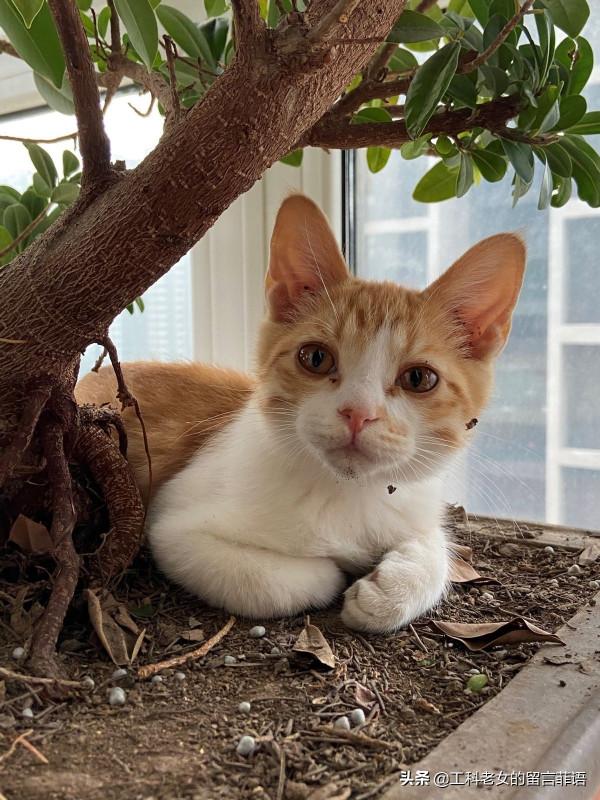 花盆裡長貓了 花盆裡長貓了