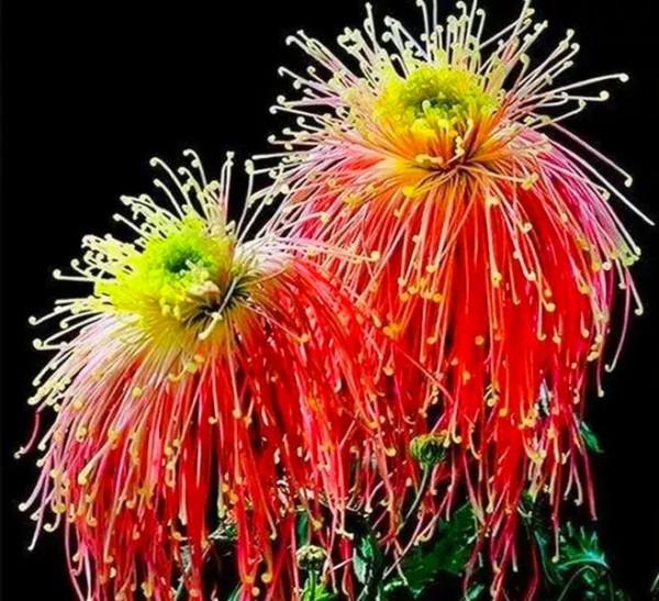 分享：花開並蹄，開得如此燦爛唯美，奇觀美景，令人陶醉