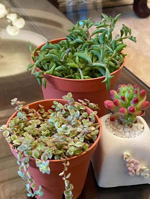 我喜歡的多肉海豚玄月 我喜歡的多肉海豚玄月