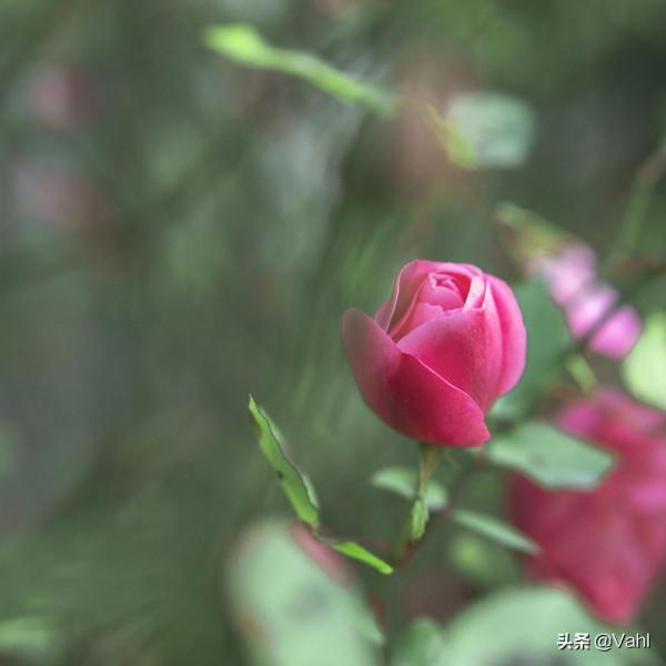 一名月月紅，一名鬥雪紅