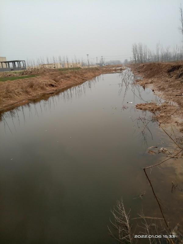 紅蟲做餌果然有奇效，鱅魚也來捧場