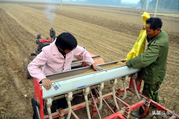 今年小麥何時播種好？有個時間表，一看就知道
