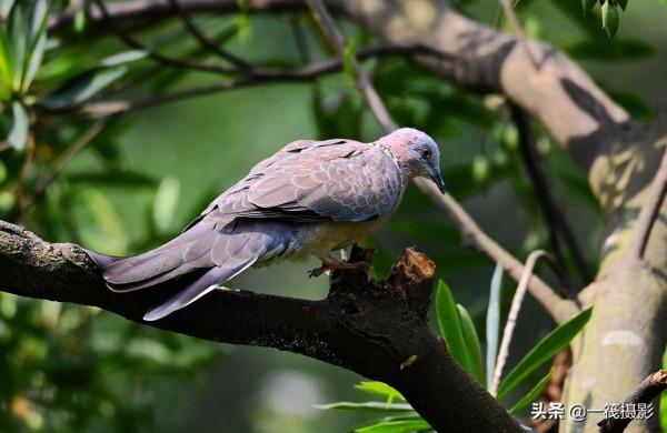 靠一隻腳生活著的珠頸斑鳩 靠一隻腳生活著的珠頸斑鳩