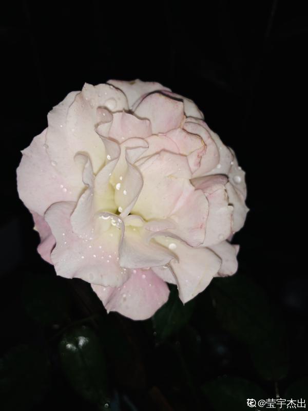 1種花天生會“變臉”，開放是紅色，衰敗變白色，見過的人真不多