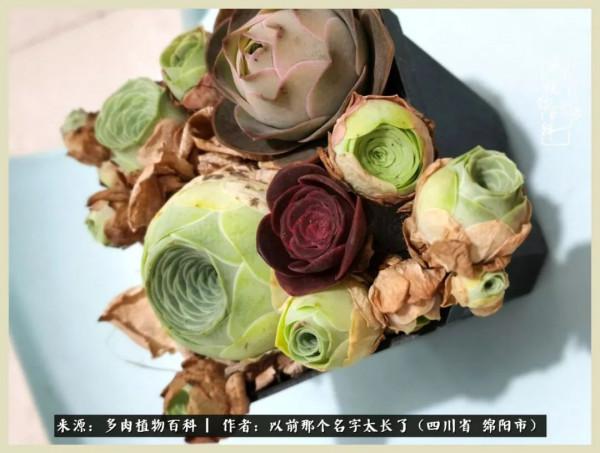 我只在乎你!以愛之名種下玫瑰一片 我只在乎你!以愛之名種下玫瑰一片