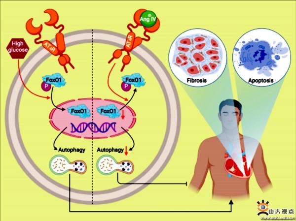 張運院士團隊心血管基礎研究取得系列新成果 張運院士團隊心血管基礎研究取得系列新成果