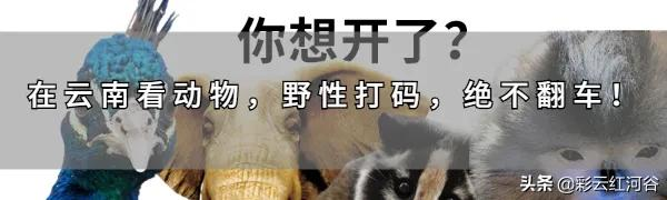 雲南,發現一個古國 雲南,發現一個古國