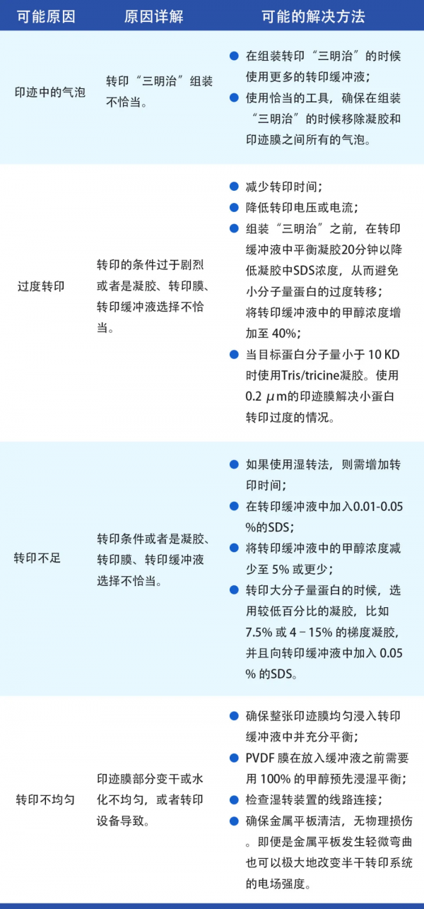 天能VE-586丨Western Blot蛋白免疫印跡常見問題