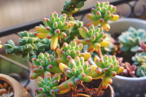 冬季養這8種常見的花，澆水容易凍死，幹養才能安全越冬