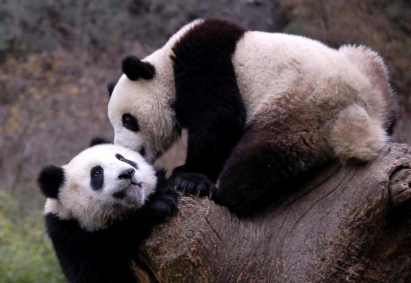 我和國寶大熊貓的N次親密接觸