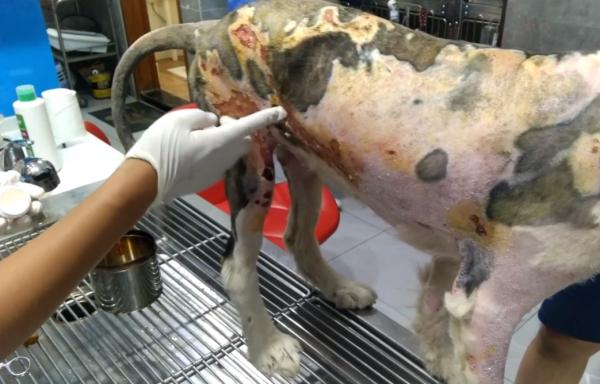 湖北：霸道邊牧橫著走？只因狗狗後腿被燙傷，傷口粘連沒法正常走