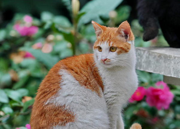 這幾種貓咪，“棄養率”最高，愛它就別拋棄它