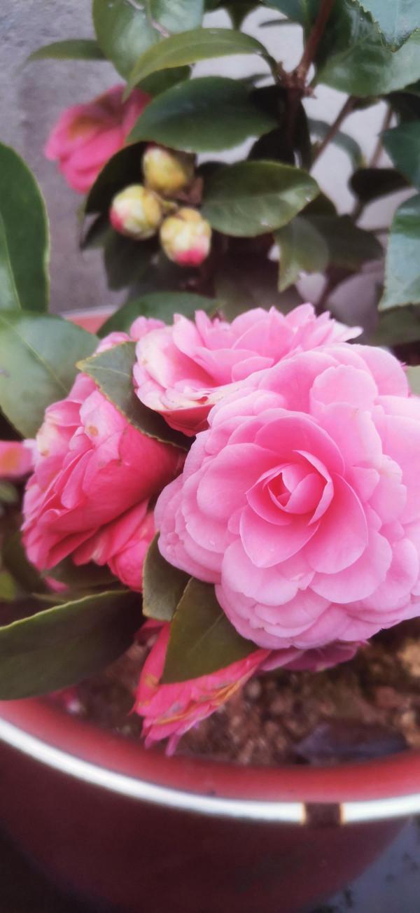 嬌滴滴的3種花，實際上很&OpenCurlyDoubleQuote;硬氣&rdquo;，冬天照樣開花