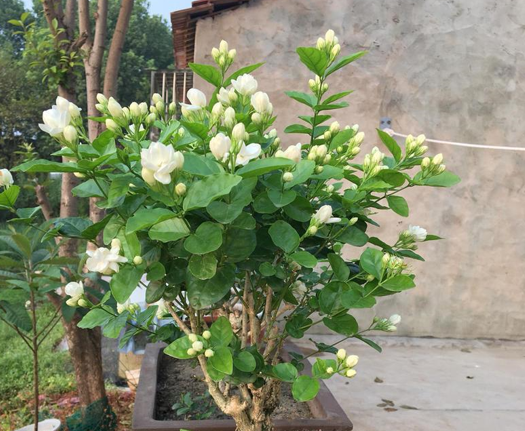 五種&OpenCurlyDoubleQuote;漂亮花&rdquo;，春天升溫趕緊剪，冒芽新枝壯，開花多又大