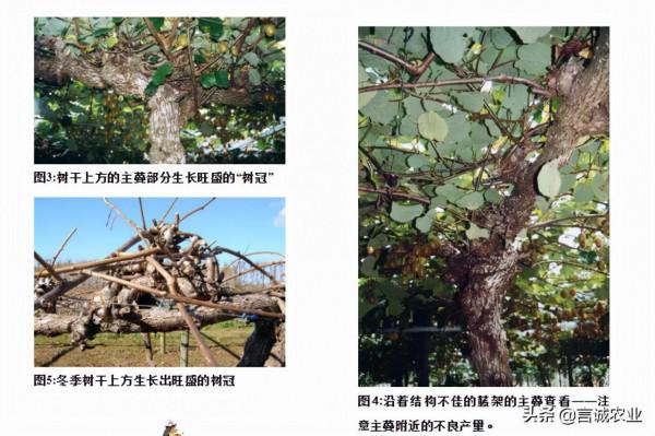 紐西蘭獼猴桃冬季修剪技術揭秘（上）