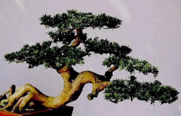 您知道下面盆景的風格是哪派的嗎？