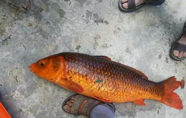 鯉魚王？貴州男子釣起18斤紅鯉魚，紅裡透黑，村裡老人：可別吃