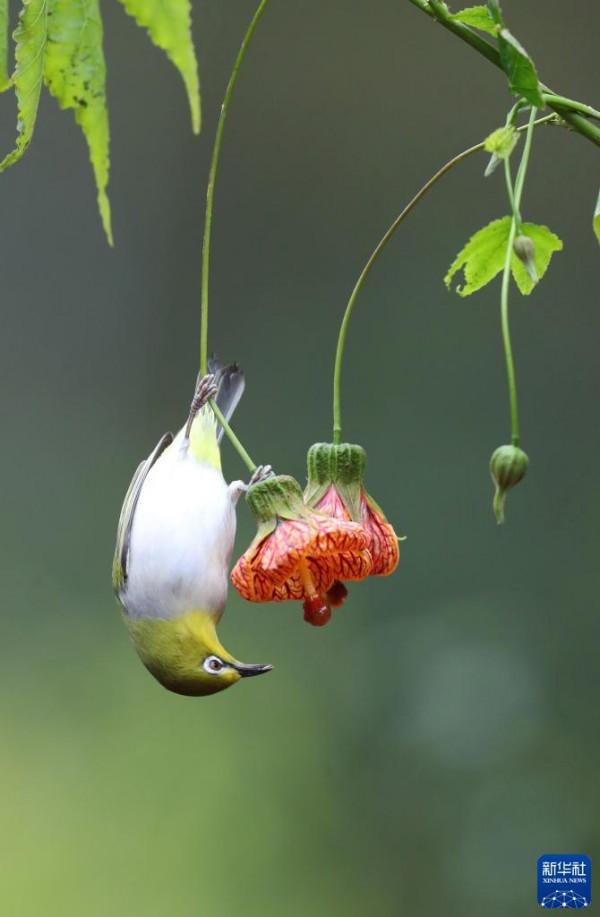 小鳥戲“春”花