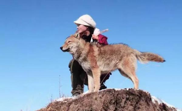 1975年，狼王冒死硬闖獸醫家，只為救治病重的母狼，真是夫妻情深